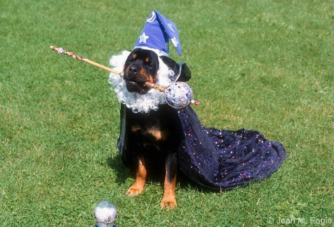 rottweiler costumes the real looking dogs worced rottweiler costumes the real looking dogs worced