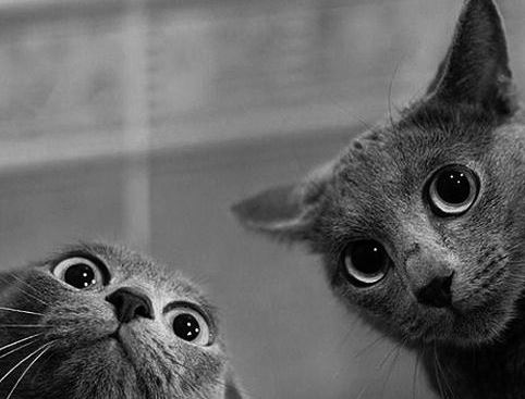 Cat Photobombs