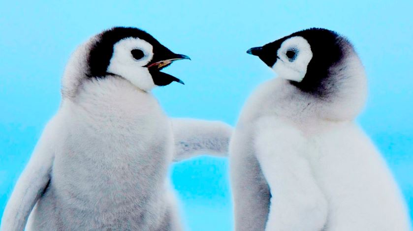 Fun Facts About Penguins