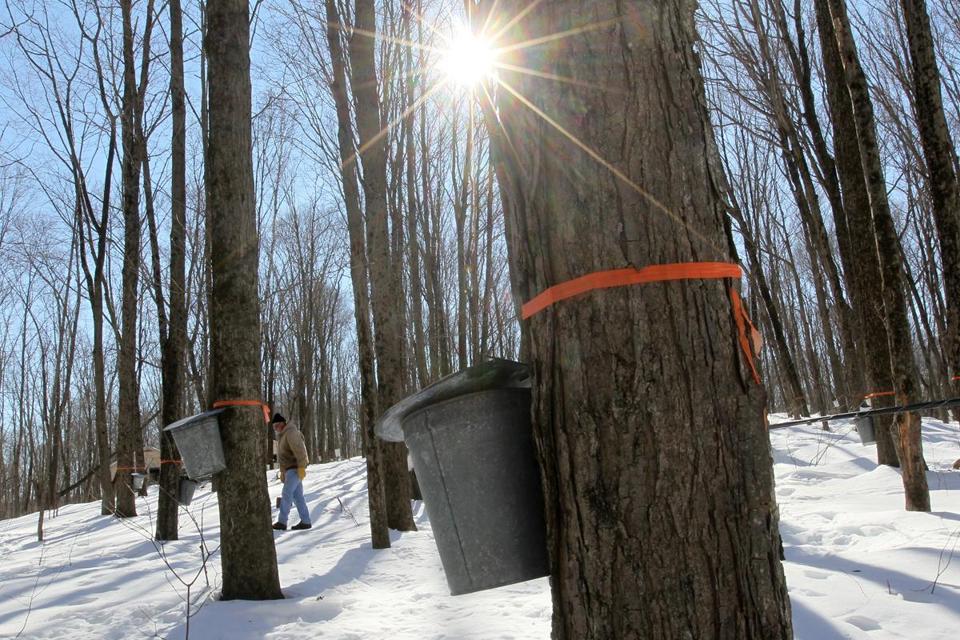 Sap Big