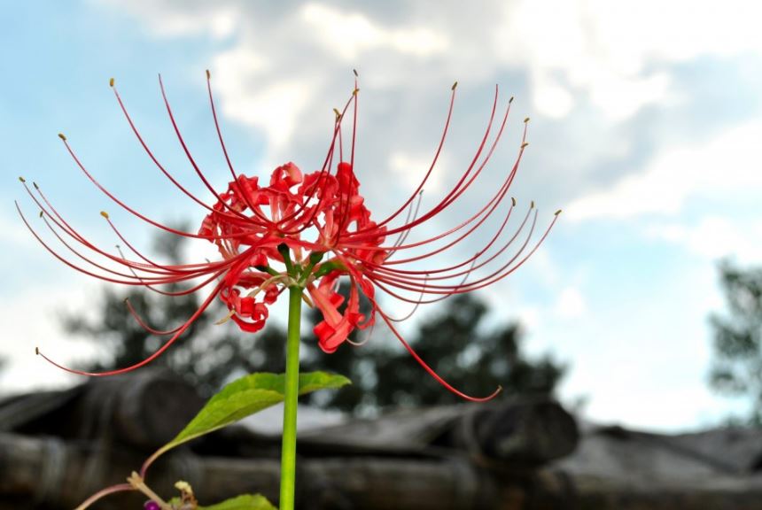 Cool Flower Names